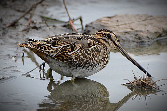 Snipe