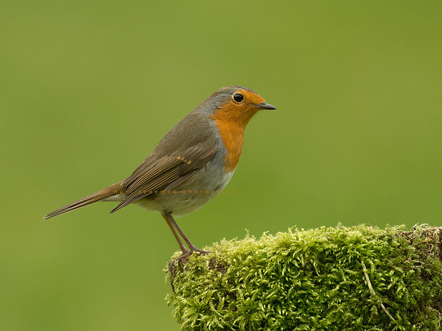 European robin