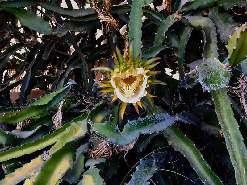 vegetal dragon
