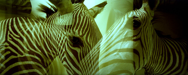 Zebras