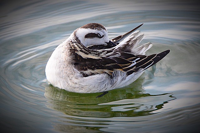 Red -necked -phalarope