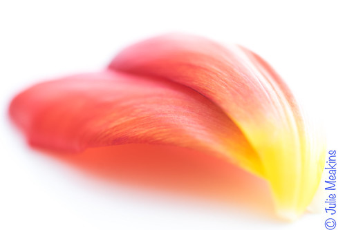 46/365 Love Tulips | by JulieMeakins