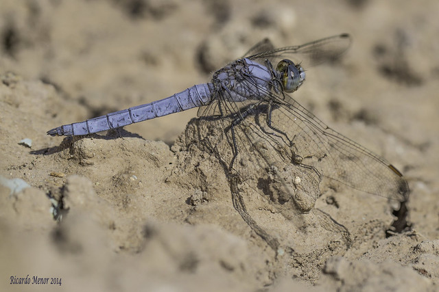 Orthetrum brunneum. Male