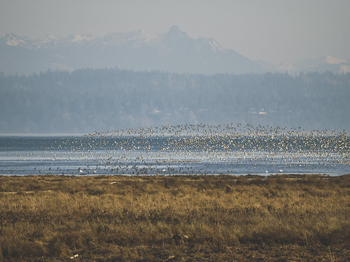 Wildlife | Boundary Bay | by DANIEL_CCN