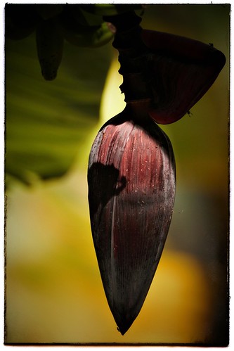 Banana flower. #photography #photooftheday #photoadaychallenge #project365 #canon7d #canon2470mm #flower #banana #kerala #india | by PSKornak