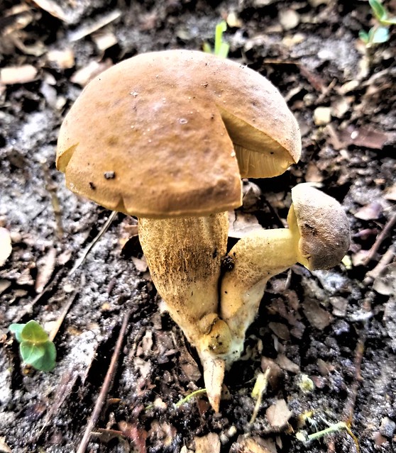 Mushroom motherhood