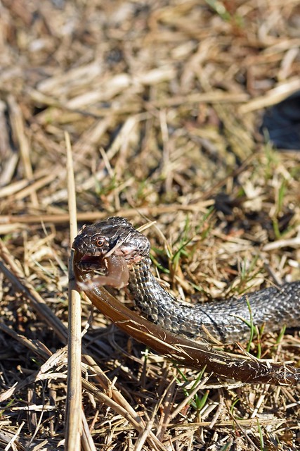 Viperine Snake (Natrix maura)