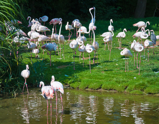 Flamingo's in de dierentuin - Flamingos in Rotterdam Zoo