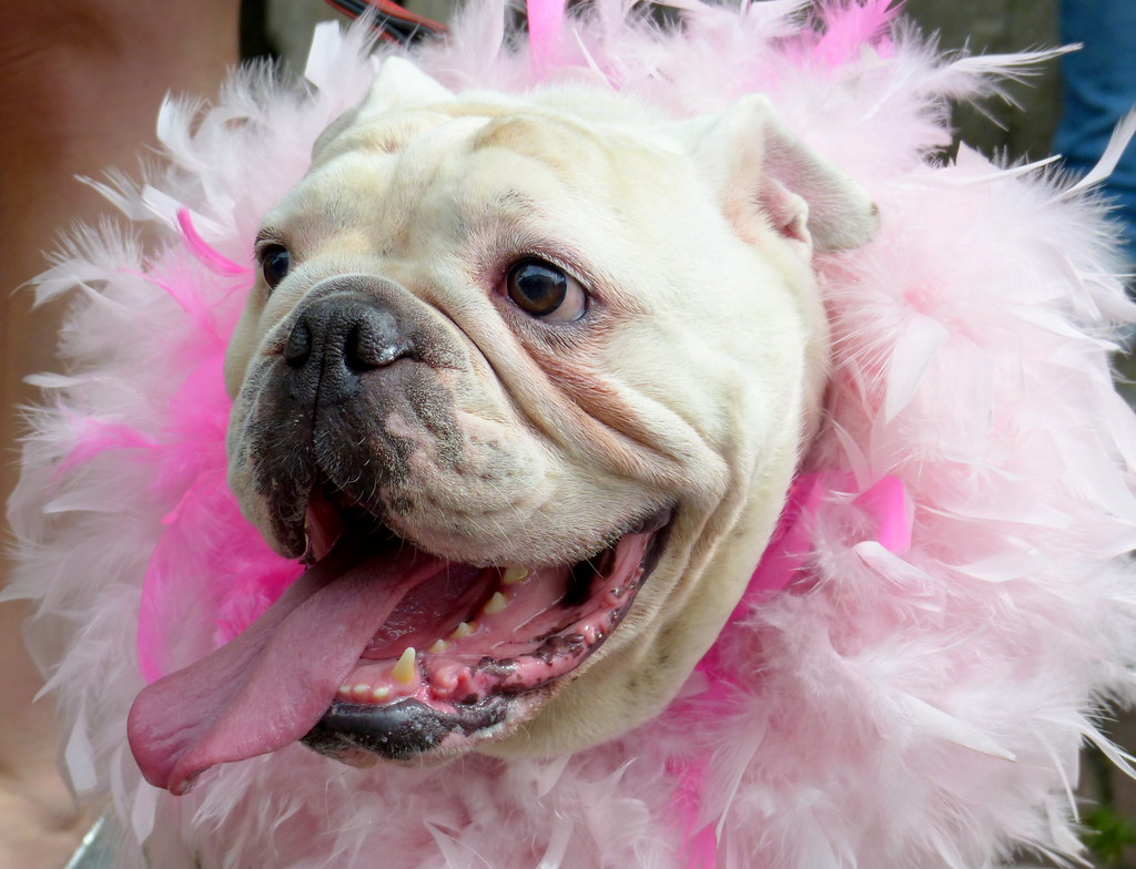 Dog with identity crisis