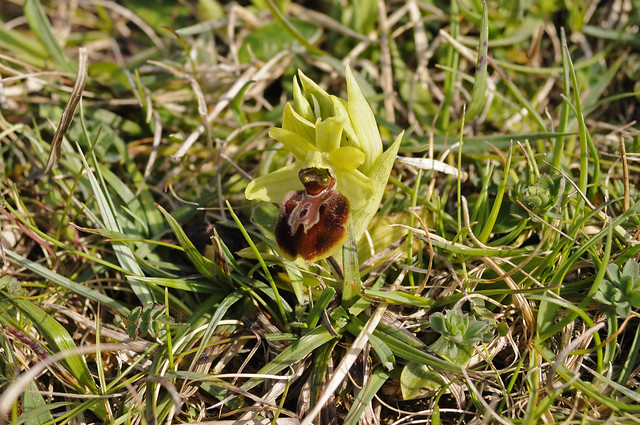 Early Spider Orchid (Ophrys sphegodes)