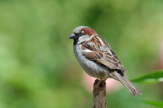 ein Spatz hält Ausschau