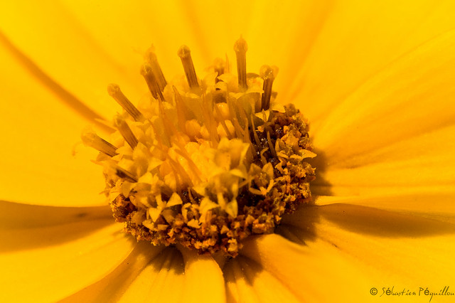 Coreopsis Grandiflora