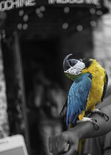 Parrot at One Spark | by JeffryDoc
