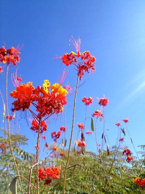 Bright Arms Raised Against the Sky