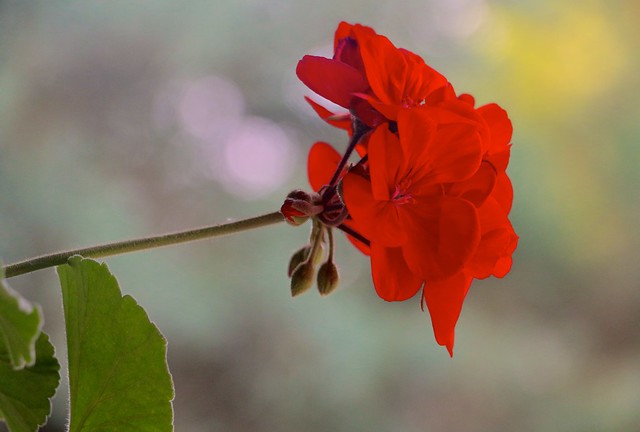 Crimson And Orange Geranium