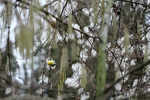 MST0007 | by Fotos.Ralla