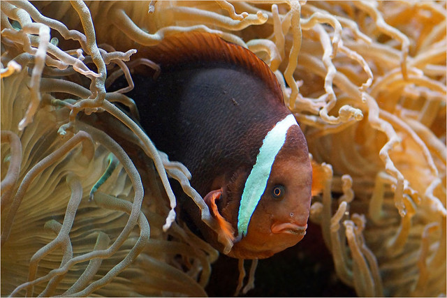 Red tomato clownfish