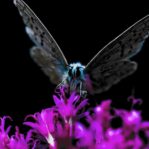 Butterfly detail #macro #macros #macrophotography #macro_perfection #rsa_macro #macro_captures #macrogardener #macroworld_tr #macroclique #macro_secrets #bns_macro #macromood #fabmacro #butterfly #socialbutterfly #igclubbutterfly #colours #coloursplash #i | by drigatti77