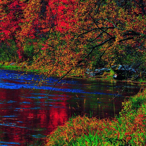 #minnesota #fallingleaves #colorful #instaphotoshots #viewbugfeature | by blissrollsroyalty