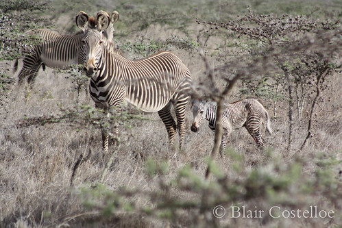 Grevy's Zebra Birth | by blair_costelloe