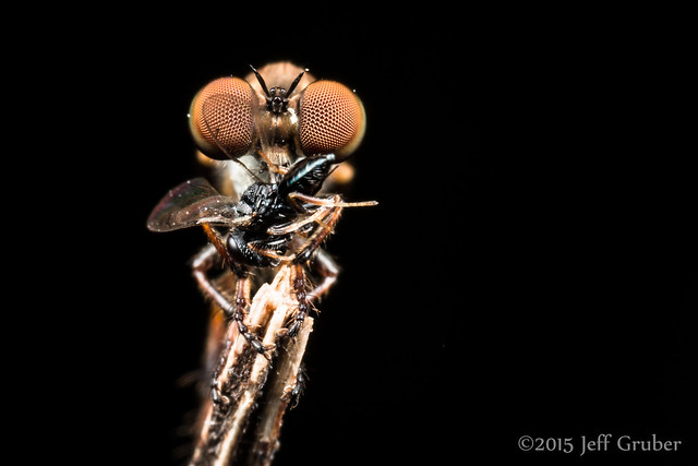 Robber Fly