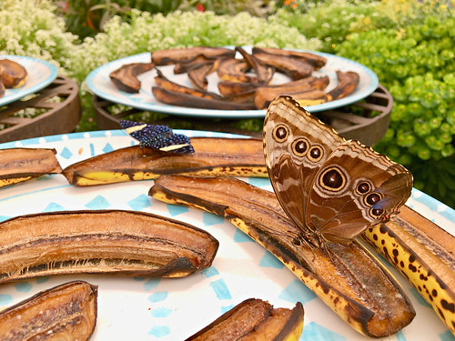 Wings of Fancy 2019 | by Montgomery Parks, MNCPPC