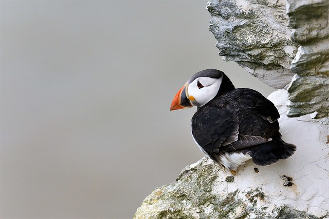 Puffin Bempton Cliffs  2 (2)
