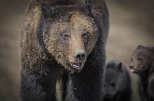 Bear Family