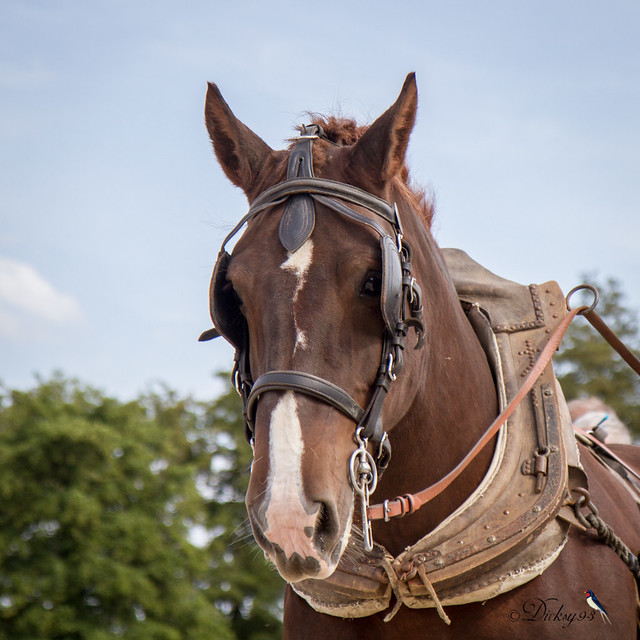 Concours national du cheval de trait breton à Lamballe