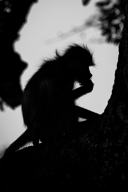 Yellow Baboon BW