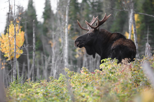 Orignal - Bull Moose | by sandra bourgeois