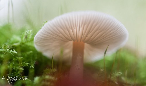 White hat in plain light (tricholoma album) | by Mike Y. Gyver
