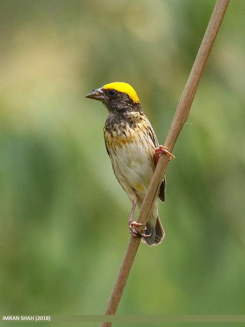 Black-breasted Weaver (Ploceus benghalensis)