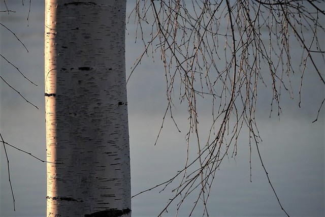 my favourite tree, standing in the sun