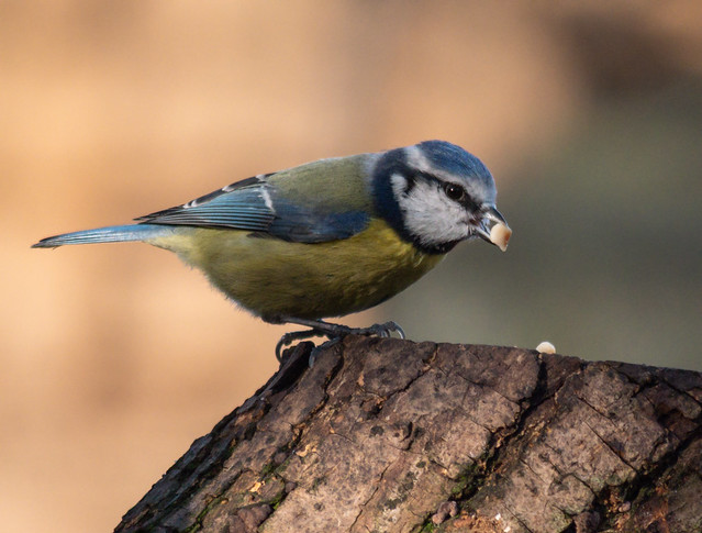 Blue tit feeding