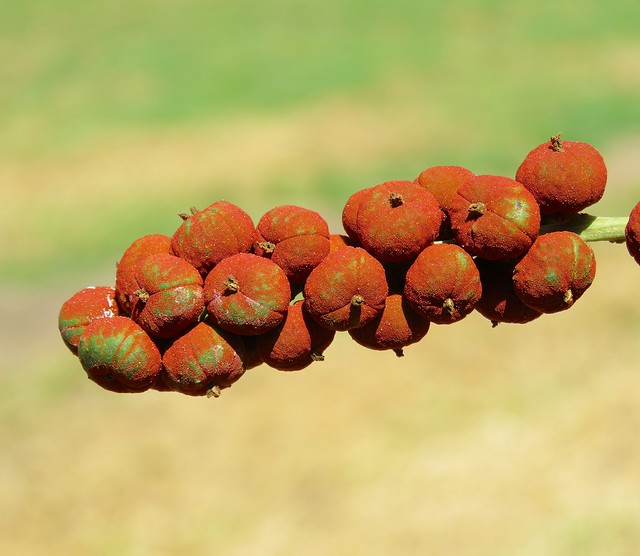 Mallotus philippensis