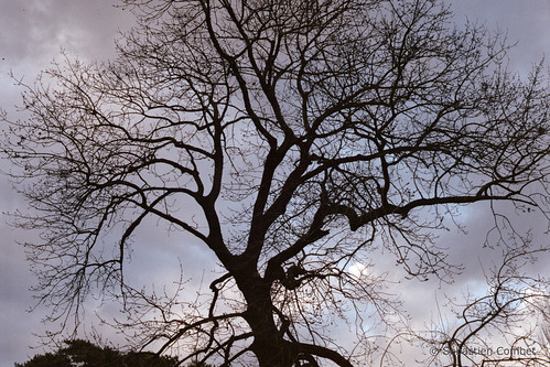 Arbre à contre-jour