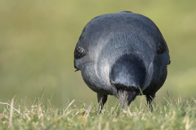 Jackdaw's back