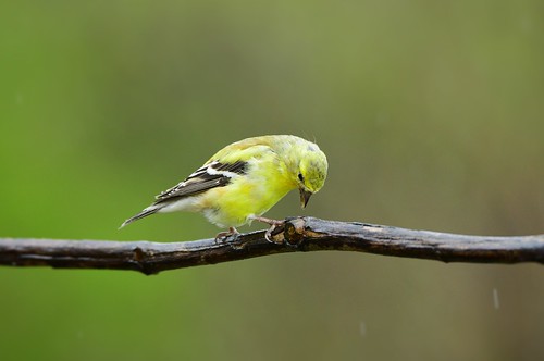 American Goldfinch by Jackie B. Elmore 3-31-2020 Lincoln Co. KY | by jackiebelmore