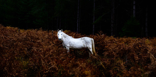The White Horse | by George Plakides
