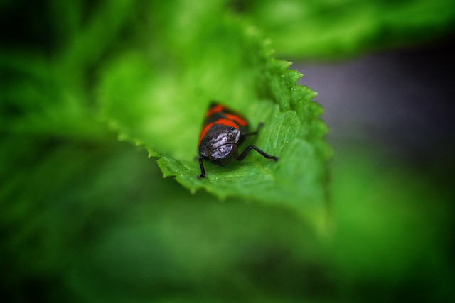 Cercopis Vulneratis En Embuscade