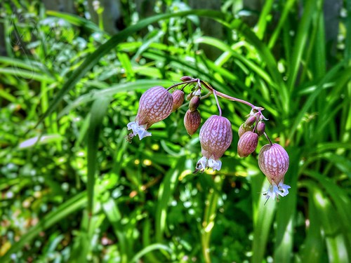 Beautiful Silene Vulgaris (the bladder campion) | by jimkool4udr
