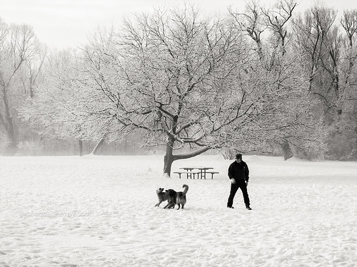 Winter Tree in Royal River Park, 2005 | by AnalogBob