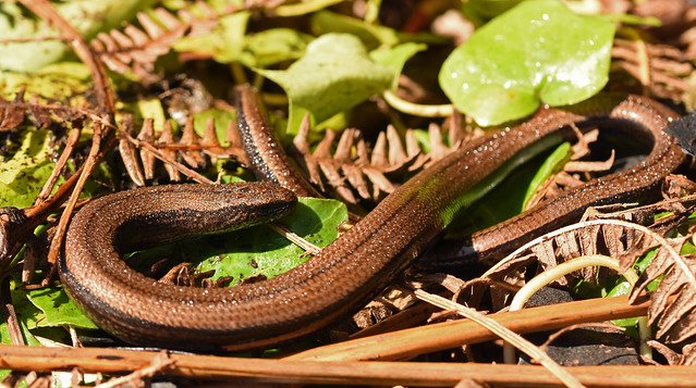 Slow Worm (Anguis fragilis)