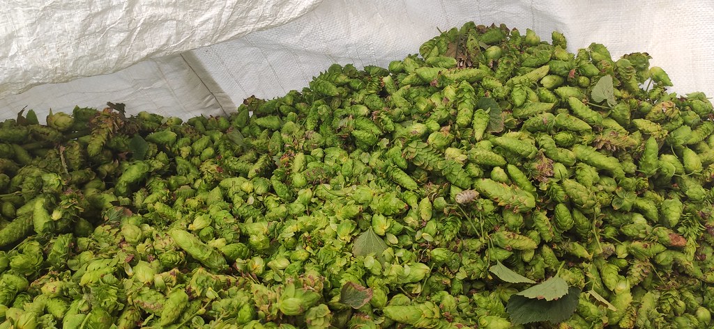 Luppolo fresco Italian hops company 2