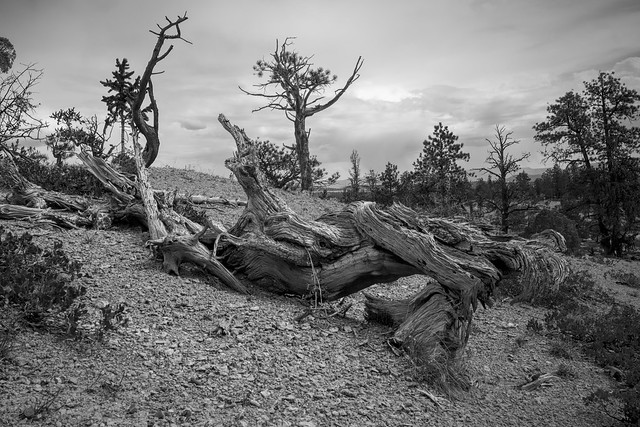 Tree Bones