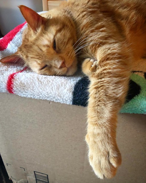 Boxes are soo useful! Enjoy a relaxing #Caturday! #everydayiscaturday #happycaturdayeverypawdy #happycaturday