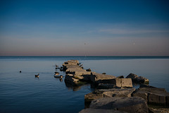 Geese and Gulls