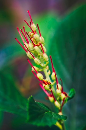 Bokeh de fleurs | by sauvegv