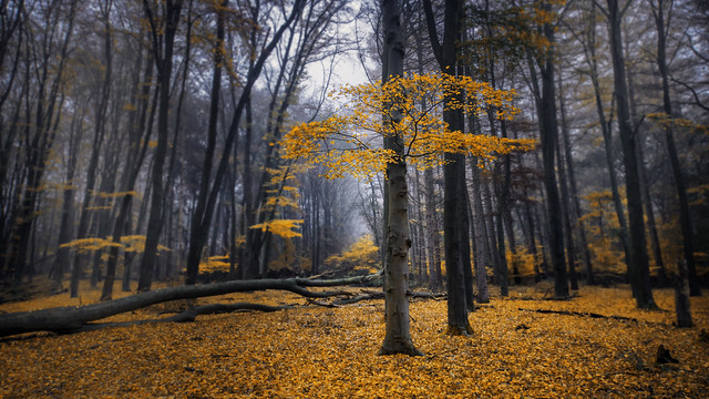 DUTCH FOREST ll